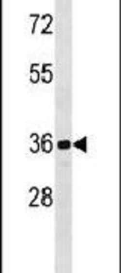 CDKL1 Rabbit anti-Human, Mouse, Polyclonal, Invitrogen 400 &mu;L; Unconjugated:Antibodies,