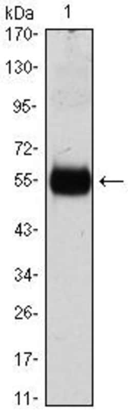 Invitrogen p27 Kip1 Monoclonal Antibody (3D8) 100 &mu;L; Unconjugated:Antibodies,