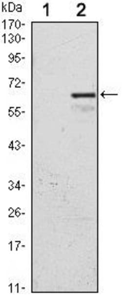 Invitrogen p57 Kip2 Monoclonal Antibody (3E3) 100 &mu;L | Buy Online | Invitrogen&trade; | Fisher Scientific