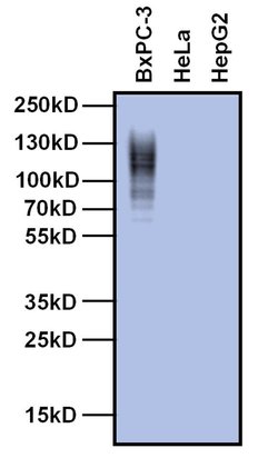 CEA, clone: 1105, Invitrogen 100&mu;g; Unconjugated:Antibodies, Monoclonal
