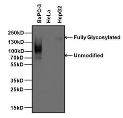 Invitrogen CEA Monoclonal Antibody (1106) 1 mg; Unconjugated:Antibodies,