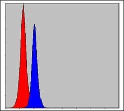 Invitrogen C/EBP beta Monoclonal Antibody (3H9) 100 &mu;L; Unconjugated:Antibodies,