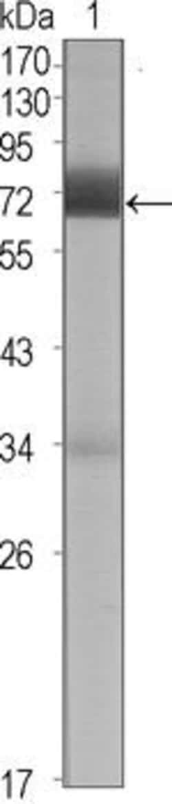 Invitrogen CER1 Monoclonal Antibody (5C6) 100 &mu;L; Unconjugated:Antibodies,