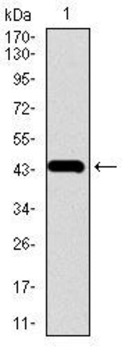 Invitrogen Chromogranin A Monoclonal Antibody (1A6B6) 100 &mu;g; Unconjugated:Antibodies,