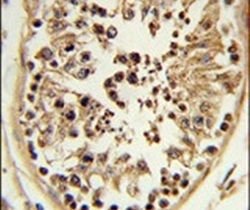 CHPF Rabbit anti-Human, Mouse, Polyclonal, Invitrogen 400 &mu;L; Unconjugated:Antibodies,