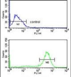CHPF Rabbit anti-Human, Mouse, Polyclonal, Invitrogen 400 &mu;L; Unconjugated:Antibodies,