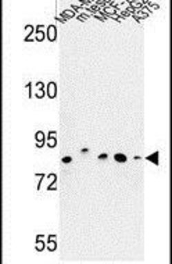CHPF Rabbit anti-Human, Mouse, Polyclonal, Invitrogen 400 &mu;L; Unconjugated:Antibodies,