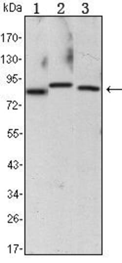 Invitrogen IKK alpha Monoclonal Antibody (3G12) 100 &mu;L; Unconjugated:Antibodies,
