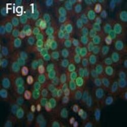 CK1 alpha Chicken anti-Bovine, Chicken, Equine, Human, Mouse, Porcine, Rat, Polyclonal, Invitrogen 100 &mu;L | Buy Online | Invitrogen | Fisher Scientific