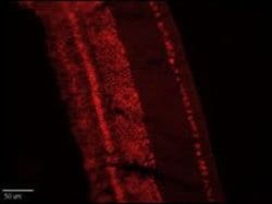 CLCN4 Rabbit anti-Chicken, Human, Polyclonal, Invitrogen 400 &mu;L; Unconjugated:Antibodies,