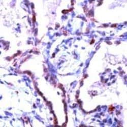 Claudin 5 Polyclonal Antibody, Invitrogen 1mL | Buy Online | Thermo Scientific | Fisher Scientific