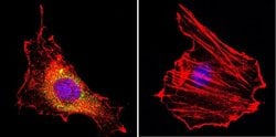 Invitrogen CNGA3 Monoclonal Antibody (CNC 9C1) 100 &mu;L; Unconjugated:Antibodies,