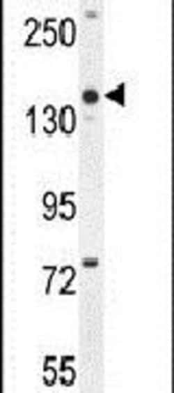 COBL Rabbit anti-Human, Mouse, Polyclonal, Invitrogen 400 &mu;L; Unconjugated:Antibodies,