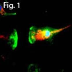 Invitrogen Coronin 1A Polyclonal Antibody 100 &mu;L; Unconjugated:Antibodies,