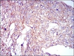 Invitrogen COTL1 Monoclonal Antibody (5C8) 100 &mu;g; Unconjugated:Antibodies,