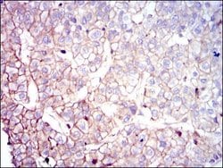 Invitrogen COTL1 Monoclonal Antibody (5C8) 100 &mu;g; Unconjugated:Antibodies,