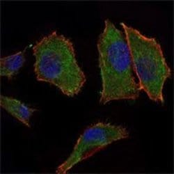 Invitrogen COX4 Monoclonal Antibody (6B3) 100 &mu;L; Unconjugated:Antibodies,