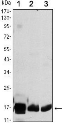 Invitrogen COX4 Monoclonal Antibody (6B3) 100 &mu;L; Unconjugated:Antibodies,
