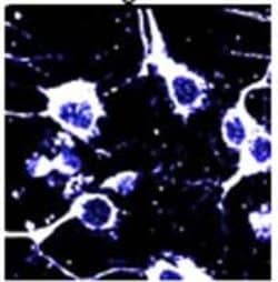 CPP Binding Protein Polyclonal Antibody, Invitrogen 200 &mu;L; Unconjugated:Antibodies