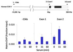 Invitrogen CREB Recombinant Rabbit Monoclonal Antibody (3H8L15) 100 &mu;g;