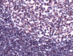 Invitrogen CBP Polyclonal Antibody 500 &mu;L; Unconjugated:Antibodies,