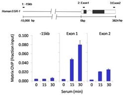 Invitrogen CREB Polyclonal Antibody 100 &mu;g; Unconjugated:Antibodies,