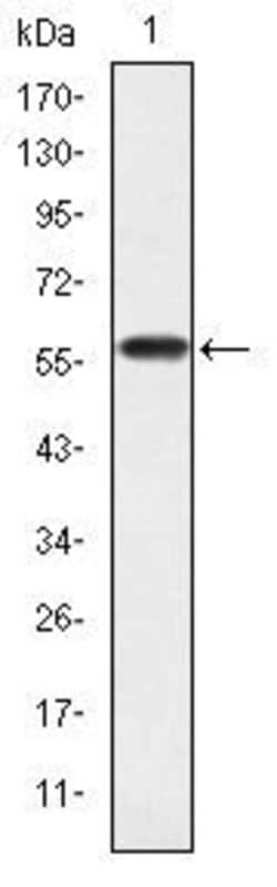 Invitrogen CrkL Monoclonal Antibody (5E12) 100 &mu;L; Unconjugated:Antibodies,