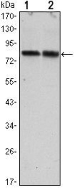 Invitrogen Torc2 Monoclonal Antibody (5B10) 100 &mu;L; Unconjugated:Antibodies,