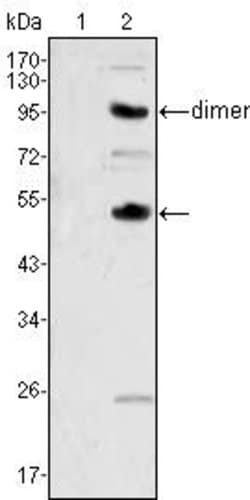Invitrogen M-CSF Monoclonal Antibody (2D10) 100 &mu;L; Unconjugated:Antibodies,