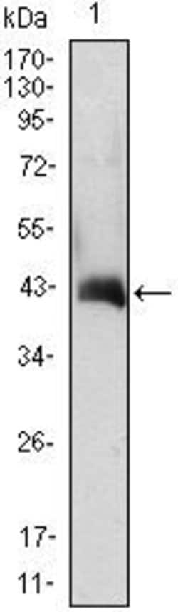 Invitrogen GM-CSF Monoclonal Antibody (3D3) 100 &mu;L; Unconjugated:Antibodies,