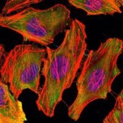 Invitrogen CSK Monoclonal Antibody (5F3) 100 &mu;L; Unconjugated:Antibodies,