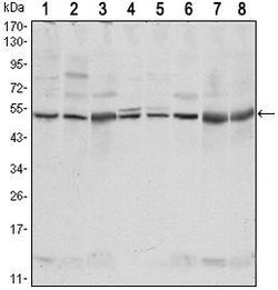 Invitrogen CSK Monoclonal Antibody (5F3) 100 &mu;L; Unconjugated:Antibodies,
