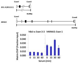 Invitrogen CTDSP2 Polyclonal Antibody 100 &mu;L; Unconjugated:Antibodies,