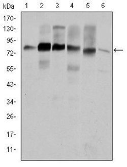 Invitrogen Cortactin Monoclonal Antibody (4C6) 100 &mu;L; Unconjugated:Antibodies,