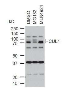 Invitrogen Cullin 1 Polyclonal Antibody 100 &mu;g; Unconjugated:Antibodies,
