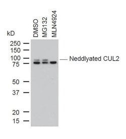 Invitrogen Cullin 2 Polyclonal Antibody 100 &mu;g; Unconjugated:Antibodies,