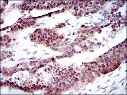 Invitrogen CYP1A1 Monoclonal Antibody (6G5) 100 &mu;g; Unconjugated:Antibodies,