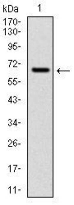Invitrogen CYP1A1 Monoclonal Antibody (6G5) 100 &mu;g; Unconjugated:Antibodies,