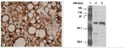 Invitrogen CYP4F11 Monoclonal Antibody (F21 P6 F5) 200 &mu;g; Unconjugated:Antibodies,