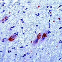 CaMKIV Rabbit anti-Human, Rat, Polyclonal, Invitrogen 500 &mu;L; Unconjugated:Antibodies,