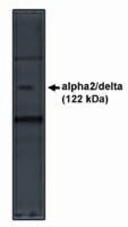 Invitrogen CACNA2D1 Polyclonal Antibody 100 &mu;g; Unconjugated:Antibodies,