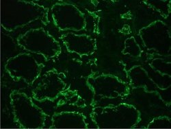 Invitrogen K-cadherin Monoclonal Antibody (2B6) 100 &mu;L | Buy Online | Invitrogen&trade; | Fisher Scientific