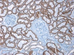 Invitrogen&trade;&nbsp;K-cadherin Monoclonal Antibody (2B6)