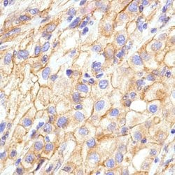 Invitrogen N-cadherin Monoclonal Antibody (SP90) 500 &mu;L; Unconjugated:Antibodies,