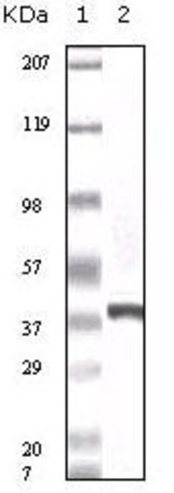Invitrogen Calcyclin Monoclonal Antibody (7D11) 100 &mu;g; Unconjugated:Antibodies,