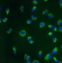 Calnexin Monoclonal Antibody (AF18), Invitrogen&trade;
