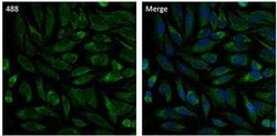 Invitrogen&trade;&nbsp;Calnexin Monoclonal Antibody (AF18), Alexa Fluor&trade; 488
