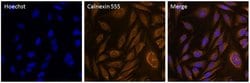 Invitrogen Calnexin Monoclonal Antibody (AF18), Alexa Fluor 555 50 &mu;L;