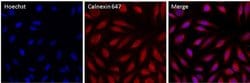 Invitrogen Calnexin Monoclonal Antibody (AF18), Alexa Fluor 647 50 &mu;L;