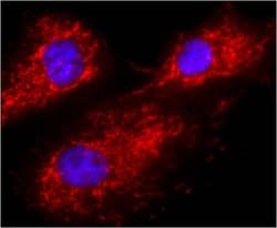 Calnexin Monoclonal Antibody (AF18), Invitrogen&trade;